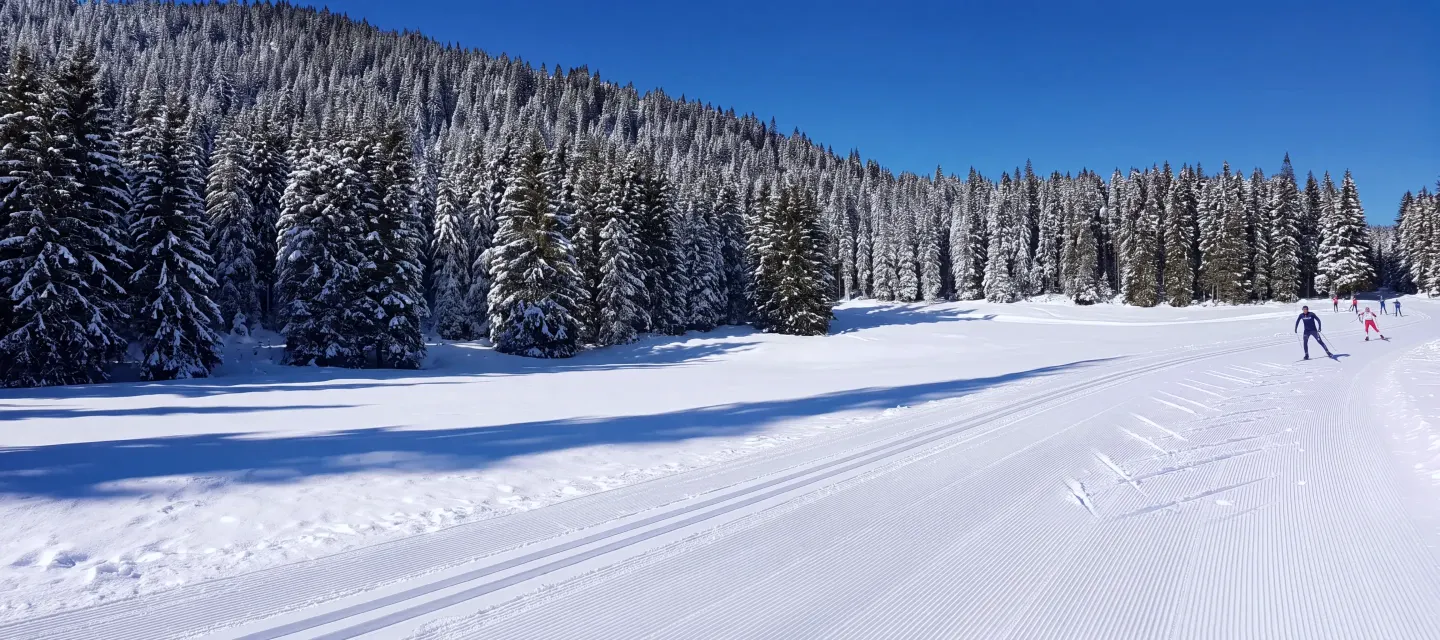 A cross-country ski trail in the forest on Pokljuka